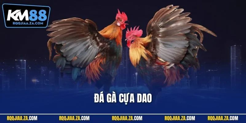 Đá gà cựa dao