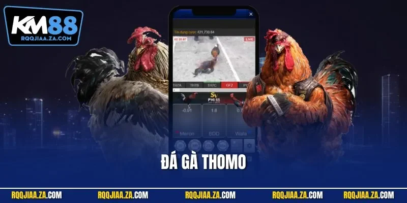 Đá gà Thomo